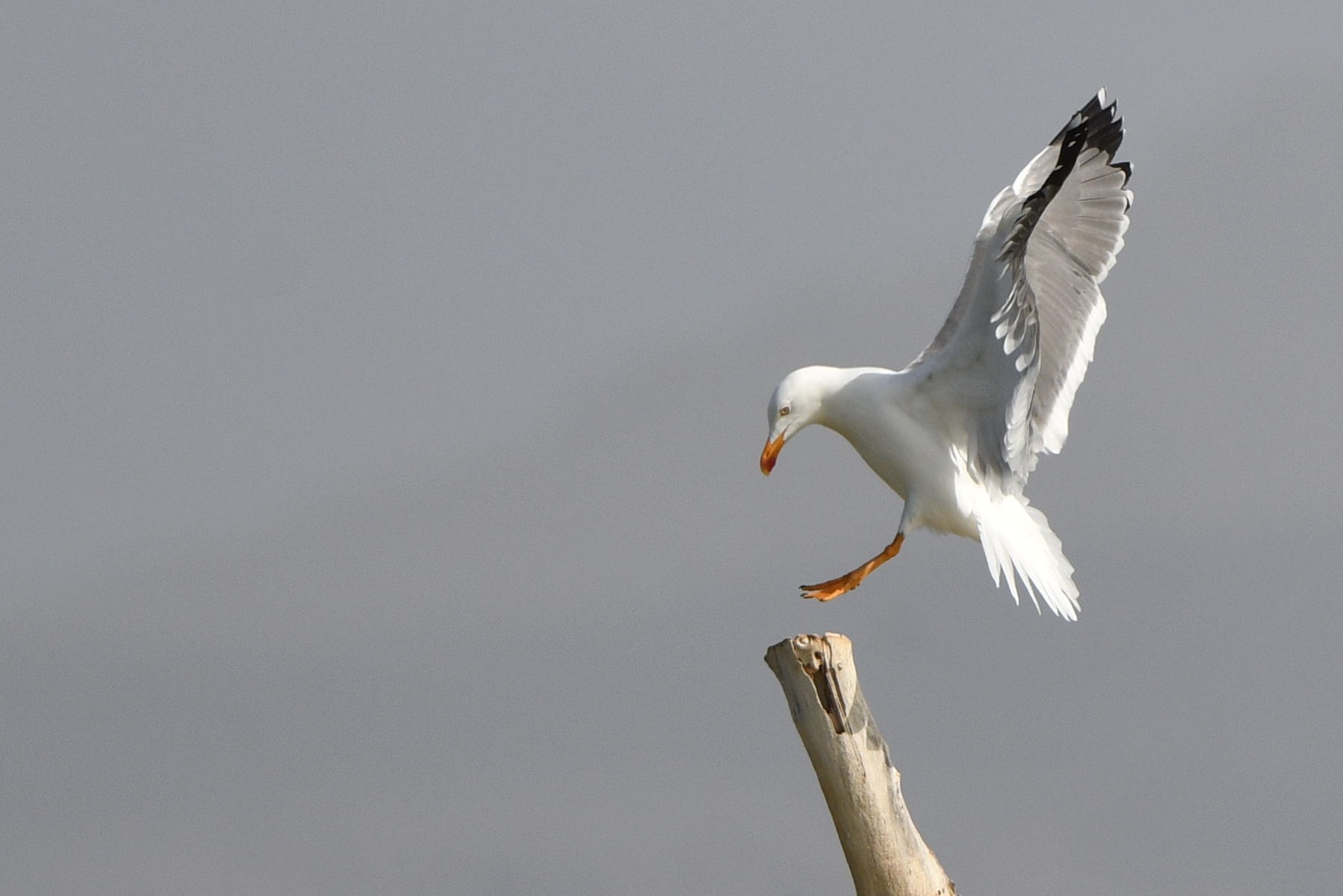 Geelpootmeeuw (Larus michahellis)
